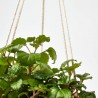 PLANTA DINERO COLGANTE