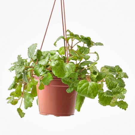 PLANTA DINERO COLGANTE