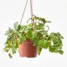 PLANTA DINERO COLGANTE