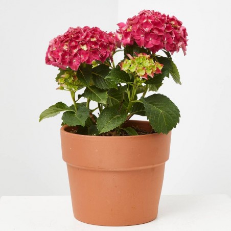 HORTENSIA