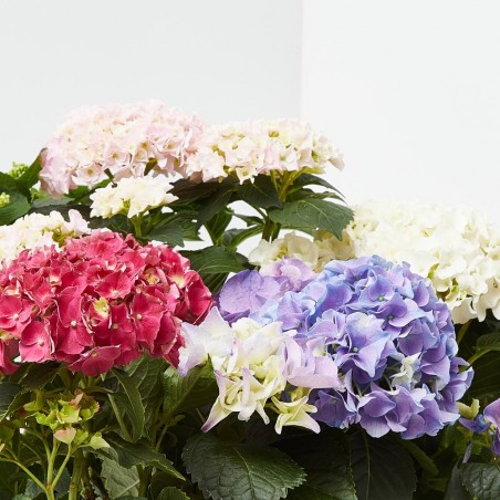 HORTENSIA