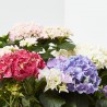 HORTENSIA