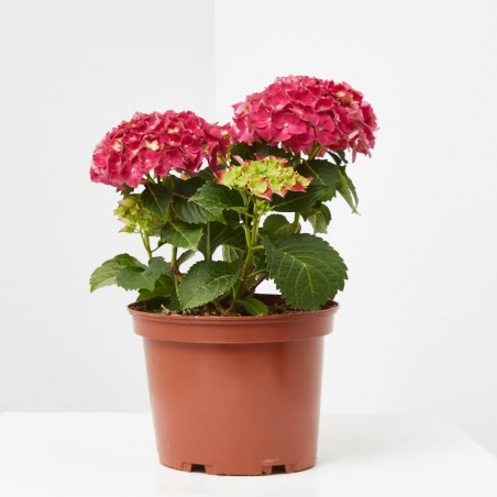 HORTENSIA