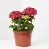 HORTENSIA