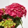 HORTENSIA