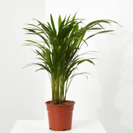 ARECA