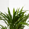 ARECA