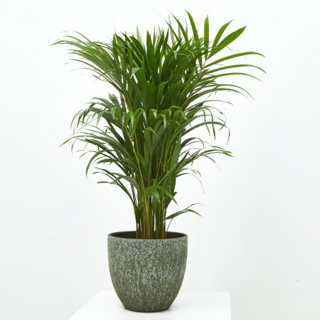 ARECA