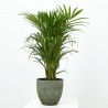 ARECA