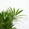 ARECA