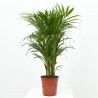 ARECA