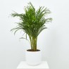 ARECA