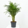 ARECA