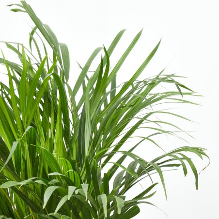 ARECA