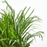 ARECA