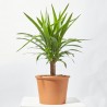 PALMERA YUCCA EXTERIOR