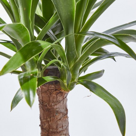 PALMERA YUCCA EXTERIOR