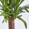 PALMERA YUCCA EXTERIOR