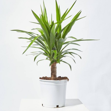 PALMERA YUCCA EXTERIOR