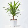 PALMERA YUCCA EXTERIOR