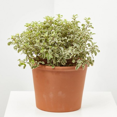 PITTOSPORUM TENUIFOL MACETA