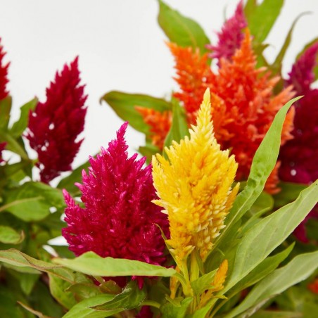 CELOSÍA PLUMOSA