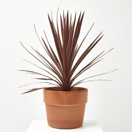 PALMERA CORDYLINE