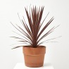 PALMERA CORDYLINE