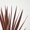 PALMERA CORDYLINE