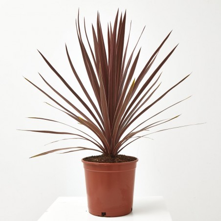 PALMERA CORDYLINE