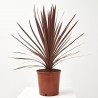 PALMERA CORDYLINE