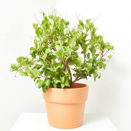 LIGUSTRUM TEXANUM
