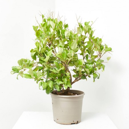LIGUSTRUM TEXANUM