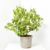 LIGUSTRUM TEXANUM