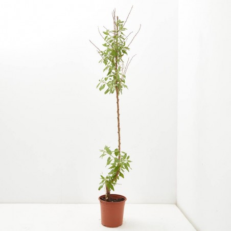 ALMENDRO - SURTIDO VARIADO