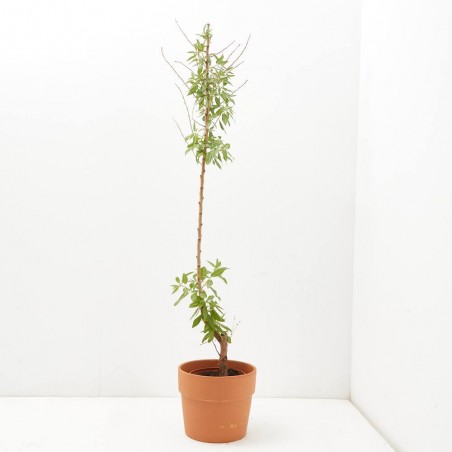 ALMENDRO - SURTIDO VARIADO