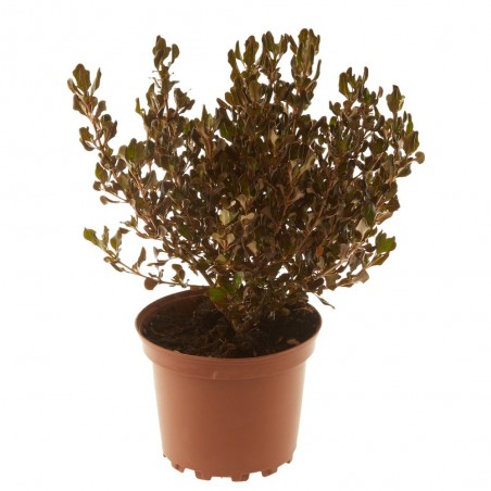COPROSMA
