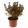 COPROSMA
