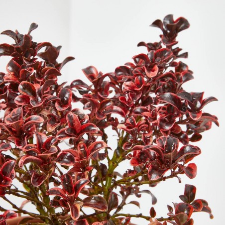 COPROSMA