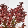 COPROSMA