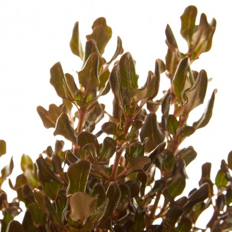 COPROSMA