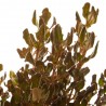 COPROSMA
