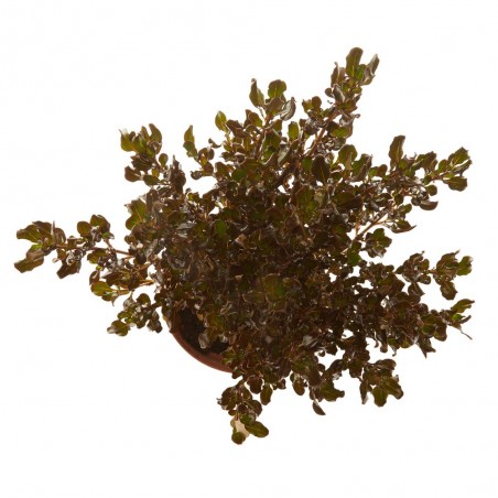 COPROSMA