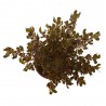 COPROSMA