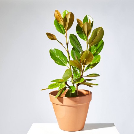 MAGNOLIO