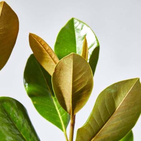 MAGNOLIO