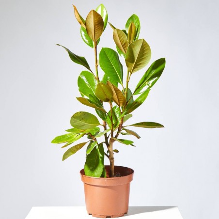 MAGNOLIO