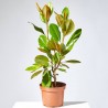 MAGNOLIO