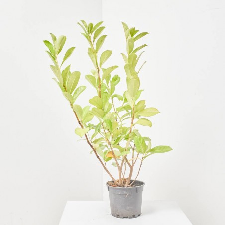 PRUNUS LAUROCERASUS