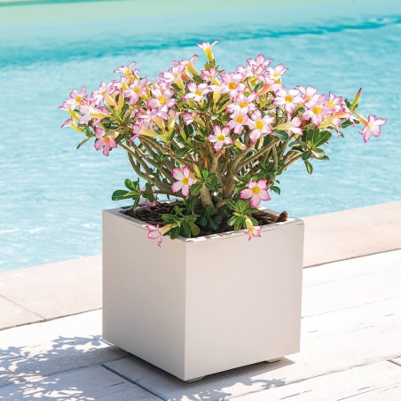 MACETA CUBO MILLENNIUM BLANCO PERLA RESERVA DE AGUA